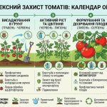 Комплексний Захист Томатів: Календар Обробок