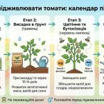 Календар Підживлень Томати: Коли І Як Підживлювати