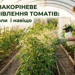 Позакореневе Підживлення Томатів: Коли Та Навіщо